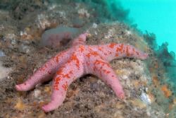 Bloody Henry starfish,North Wales. 60mm with twin flashguns. by Derek Haslam 